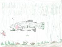 AR - 378 - Cooper Maulden - 4th - Rainbow Trout
