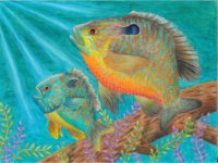 CA - 1487 - Samuel Chen - 5th - Longear Sunfish