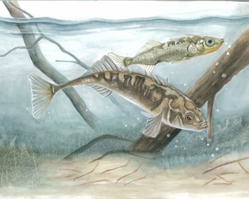 CA - 1681 - Andrew Han - 9th - Three-spined Stickleback