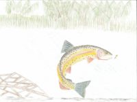 IA - 1304 - William Grier - 4th - Yellowstone Cutthroat Trout