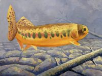 IL -1657 - Jack Zhou - 9 - California Golden Trout
