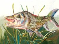 IL - 1935 - Daniel Lee - 11th - Goliath Tigerfish