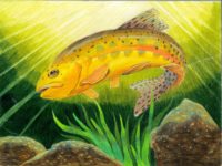 MD - 2050 - Caitlyn Min - 4th - California GOlden Trout