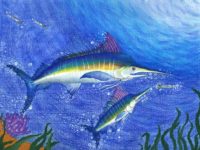 MO - MO158 - Sophia Wang - 5th - Atlantic Blue Marlin - 1st pl state