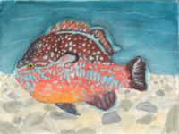 NC - 2117 - Julia Clark - 6th - Longear Sunfish