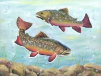 OR - 1885 - Linda Xiao Tun Dong - 10th - Brook Trout