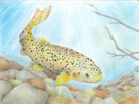 OR - 2056 - Theresa Zhao - 6th - Apache Trout - 3rd pl state