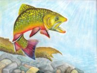 OR - 293 - Sarah Lei - 6th - Brook Trout