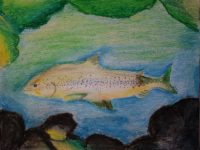 Phillippines - 1707 - Aaryan Shanmuga - 1 - Atlantic Salmon