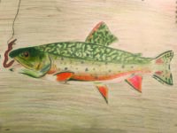 WV - 60 - Hollie Ritchie - 9th - Brook Trout