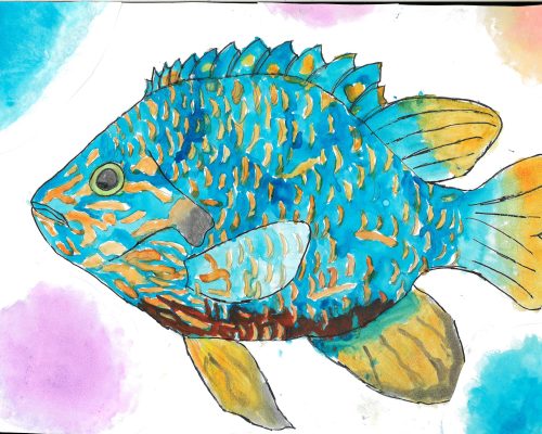 Longear Sunfish | Grades 4-6