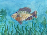 Aiden Park 4-6 Sunfish