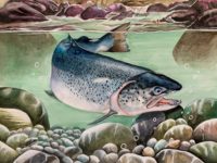 Cheny Min 10-12 CA Atlantic Salmon DE