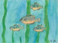 Lily Gorlam 4-6 Green Sunfish
