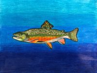 Maddy Rexford 7-9 Brook Trout