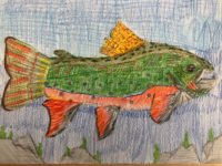 Olivia Packard 4-6 Brook Trout