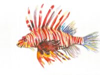 Germany 10-12 Evy Mansat-Gros Lionfish.jpeg