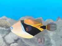3 AL Natalie Schnoover 9 Reef Triggerfish