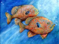 7-9 Kamilla Pashayeva Longear Sunfish