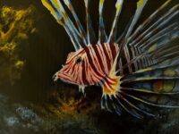 Gegee Amgalan 8 Lionfish