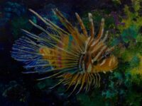 7-9 Mylo Huang Lionfish
