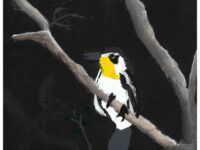 Colson Cordova Yellow Throated Warbler
