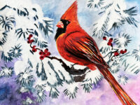Molly's Cardinal_S