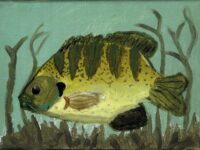 Cassie Veillon Bluegill