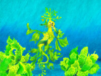 Elliana Aoki 12th Leafy Sea Dragon 2024-Small