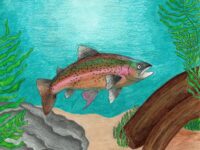 Emma Danner Rainbow Trout