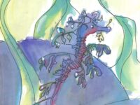 IA 8 Evangeline DeLong Leafy Sea Dragon