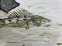 Nancy Clark Walleye