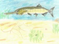 Soren Winterstein Paddlefish